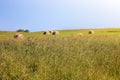 Twisted yellow haystack on agriculture field landscape, background.