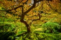 Twisting branches of the Japanese Maple Tree Royalty Free Stock Photo