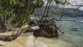 Twisting branches and trunks of tropical trees bent over the beach. Royalty Free Stock Photo