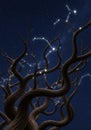 Twisting, leafless tree branches rise against a starry night sky, with visible white stars Royalty Free Stock Photo