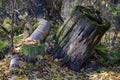 A twisting root of a living tree and an old stump covered with moss among fallen leaves in the autumn sun Royalty Free Stock Photo