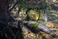 A twisting root of a living tree and an old stump covered with moss among fallen leaves in the autumn sun Royalty Free Stock Photo