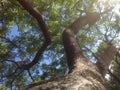 Twisting Tree Branches Reaching Up to Sky