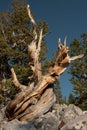 Twisting Trunk of Bristlecone Pine Tree