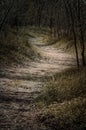 Winding Dirt Path Through Dark Woods