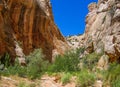 Cottonwood Canyon Narrows in Utah Royalty Free Stock Photo