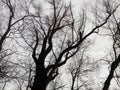 Twisty bare branches of a white willow Salix alba against a cloudy sky. Texture. Horizontal photography. Book cover