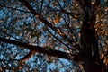 Twisty dark trunk of blooming apple tree with flowers. Spring blossom. Blue sky background. Embossed brown bark in warm light