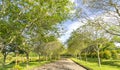 Twisty roads in the park Royalty Free Stock Photo