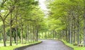 Twisty roads in the park Royalty Free Stock Photo