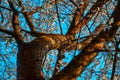 Twisty trunk of blooming apple tree with white flowers. Spring blossom. Blue sky backdrop. Embossed orange brown bark in warm ligh