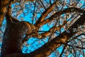 Twisty trunk of blooming apple tree with white flowers. Spring blossom. Blue sky background. Embossed orange brown bark. sun