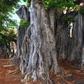 Twisty Trunk Trees