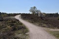 Twisty uphill hiking trail on the Renderklippen, Veluwe, The Netherlands