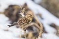 Twite Carduelis flavirostris bird closeup