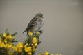 Twite, Carduelis flavirostris