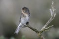 Twite, Carduelis flavirostris