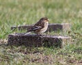 Twite Eating Nyjer Seed On Grassy Moorland