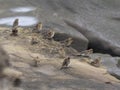 Twite, Linaria flavirostris