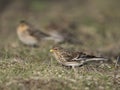 Twite, Linaria flavirostris