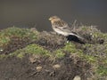 Twite, Linaria flavirostris