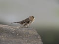 Twite, Linaria flavirostris