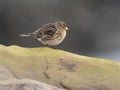 Twite, Linaria flavirostris