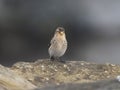 Twite, Linaria flavirostris