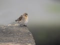 Twite, Linaria flavirostris