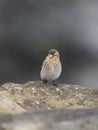 Twite, Linaria flavirostris