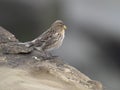 Twite, Linaria flavirostris