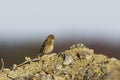 Twite (Linaria flavirostris) sitting on a dirt pile in the field