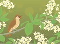 Nightingale singing on a branch with flowers