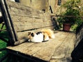 two abandoned cats sleeping in an old wooden wagon outside