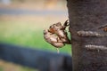 Two abandoned exoskeletons on a tree. Royalty Free Stock Photo