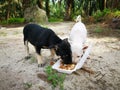 Two abandoned puppies eating from the styrofoam packed food