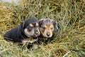 two abandoned puppies sit in a haystack. lonely puppies. puppies looking for a home. tramps