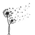 Two abstract black dandelion, flying seeds of dandelion - vector Royalty Free Stock Photo