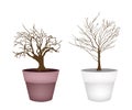 Two Abstract Isometric Brown Trees in Flower Pot Royalty Free Stock Photo