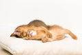 Two abyssinian kittens playing together.