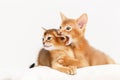 Two abyssinian kittens playing together.