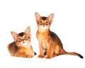 Two abyssinian kittens portrait Royalty Free Stock Photo