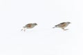 Alpine accentors (Prunella collaris) chasing eachother in snow. Royalty Free Stock Photo