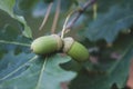 Two accorns with oak leaves Royalty Free Stock Photo