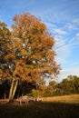 Two acorn raised pigs in the fall