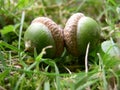 Two acorns Royalty Free Stock Photo