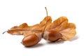 Two acorns and autumn oak leaf isolated on white background Royalty Free Stock Photo