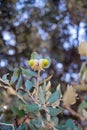 Two acorns on the branch of a young oak tree Royalty Free Stock Photo