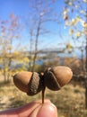 Two acorns macro Royalty Free Stock Photo