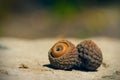 Two acorns isolated Royalty Free Stock Photo